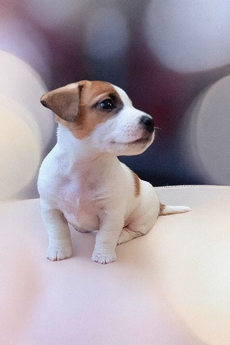 Фантастичні джек- рассел.