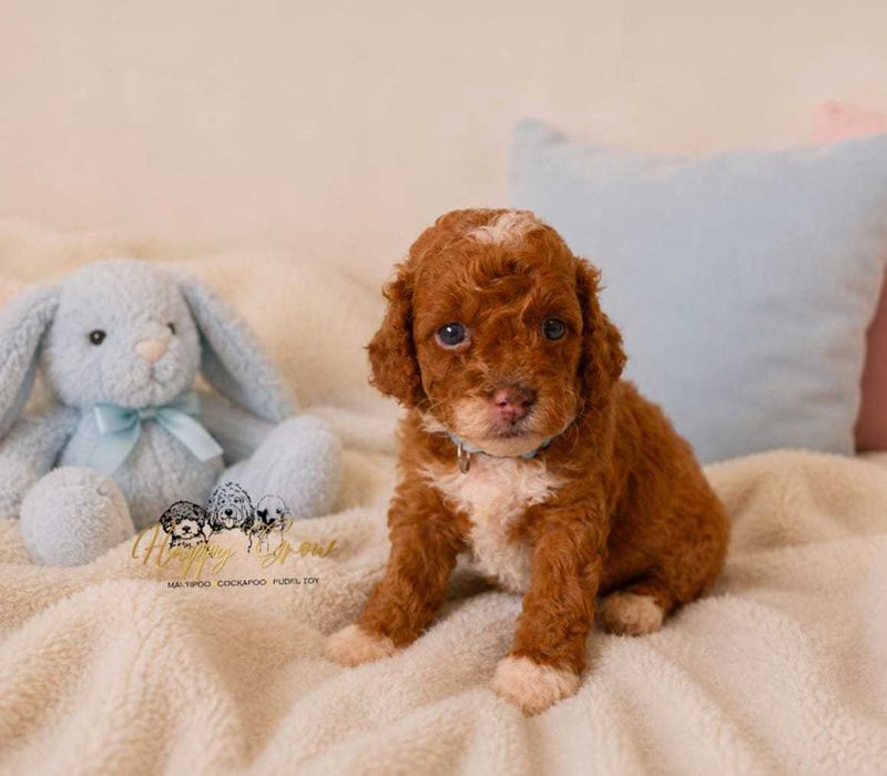 Pudel mini Cockapoo F1B słodka Suzi