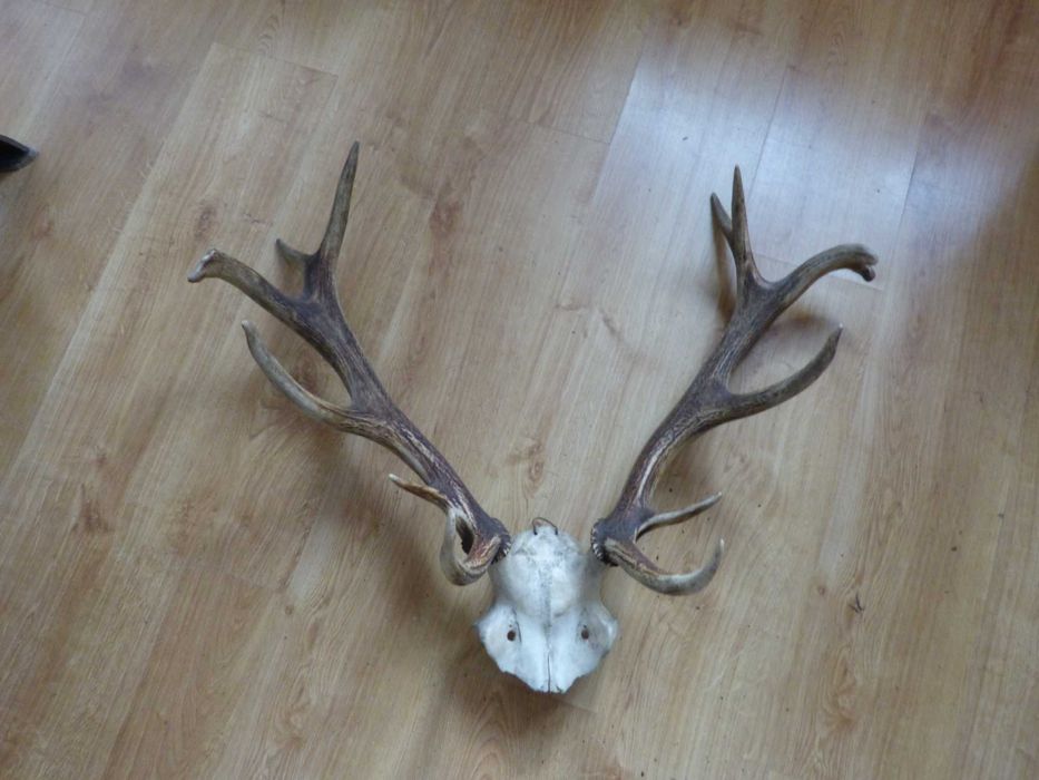 Poroże Byka i kozła sprzedam