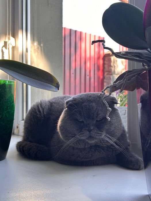 Котик. Злучка. Збараж