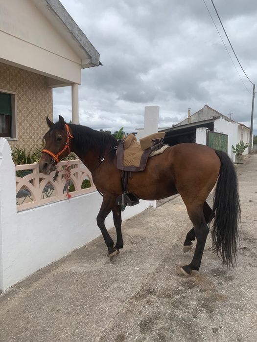 Cavalo Lusitano Puro