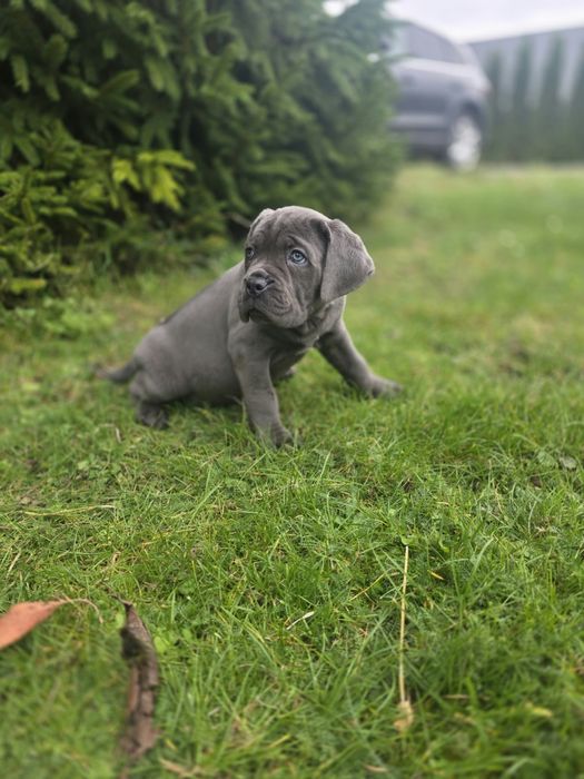 Cane corso suczka Błękitna
