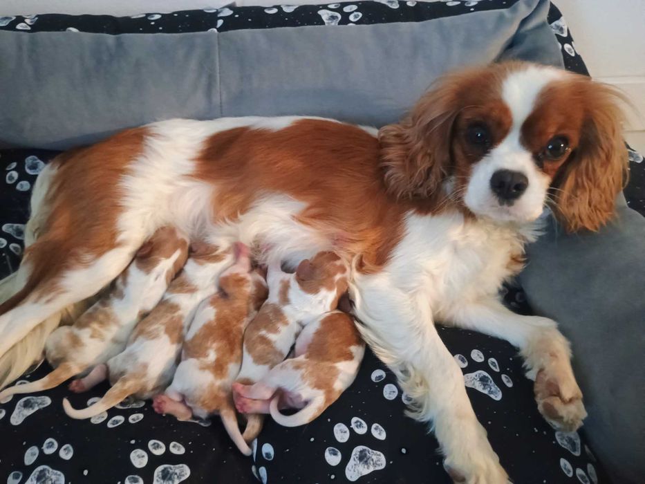 Cavalier King Charles Spaniel dorosła suczka