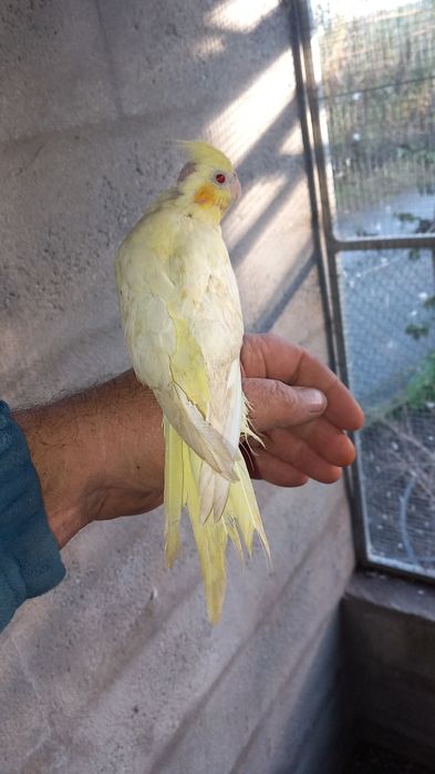 Caturra jovem não sexsada a comer sozinha