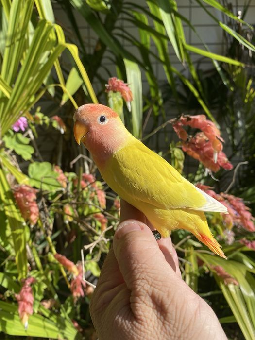 Agapornis domesticado