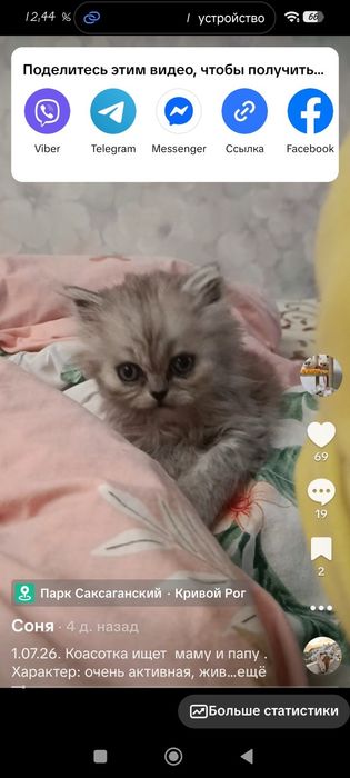 Девочка персидская шиншилла котёнок