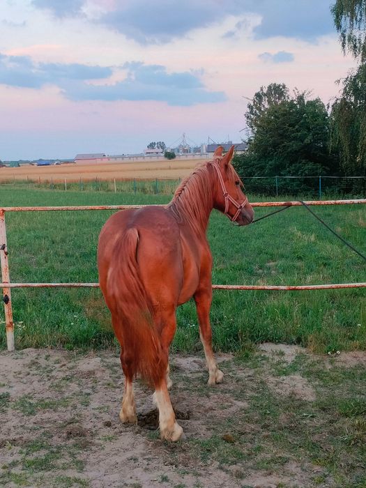 Sprzedam klacz zimnokrwistą