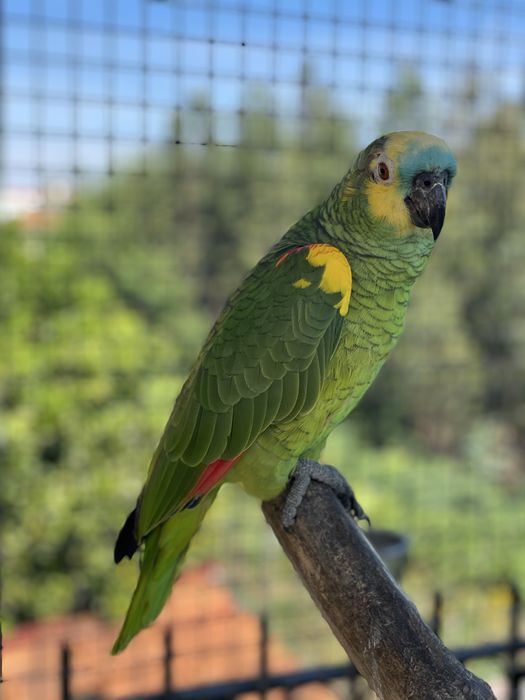 CEDO FÊMEA AMAZONA AESTIVA XANTHOPTERYX 2025