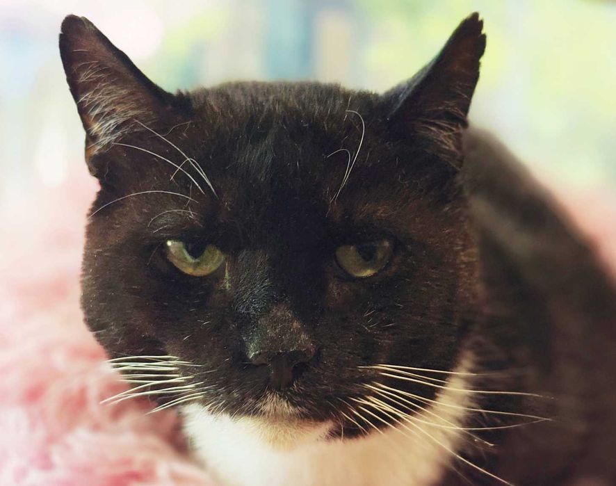 Котик, кіт, котусик-добряк Добриня – шукає сім'ю!