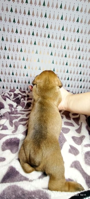 Цуцики такси 2 тижні