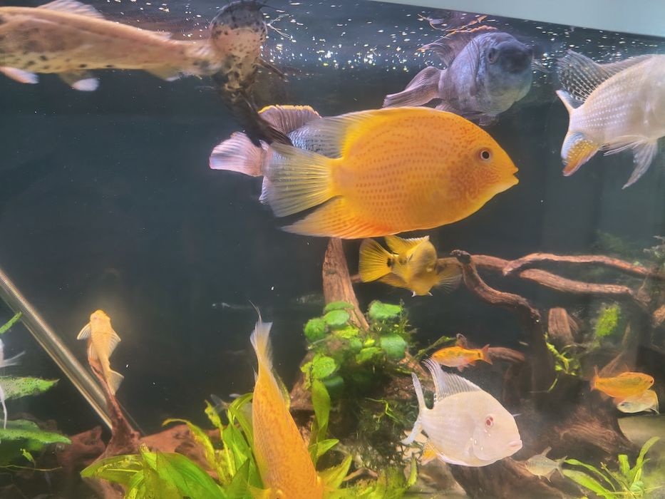 Sprzedam pielęgnice severum Red