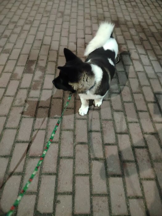 Akita Amerykańska   2,5 mca piesek