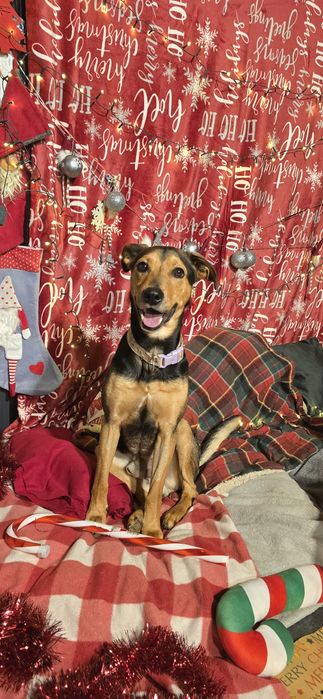 Młody energiczny pies szuka domu