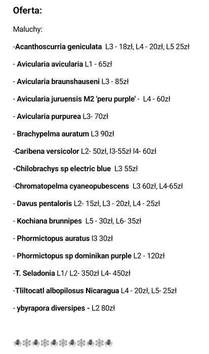 Ybyrapora diversipes l2