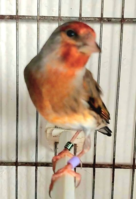 Mestiços de pintassilgo