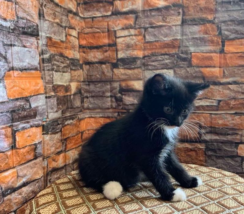 Віддамо кошенят в добрі руки