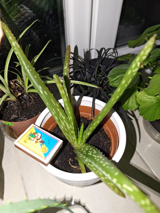 Алоє вера, вазон алоє