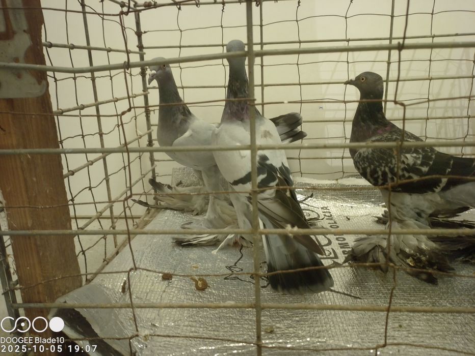 Gołębie bociany i nie tylko
