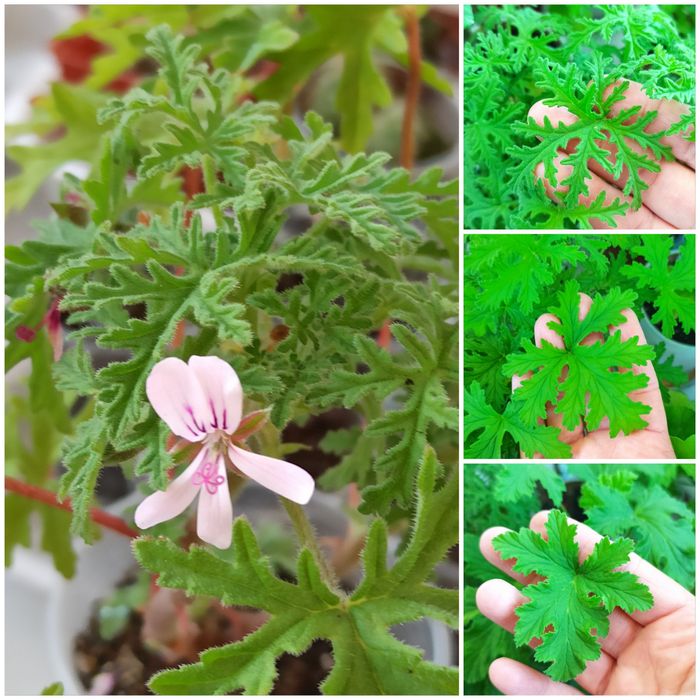 Пеларгонія духмяна