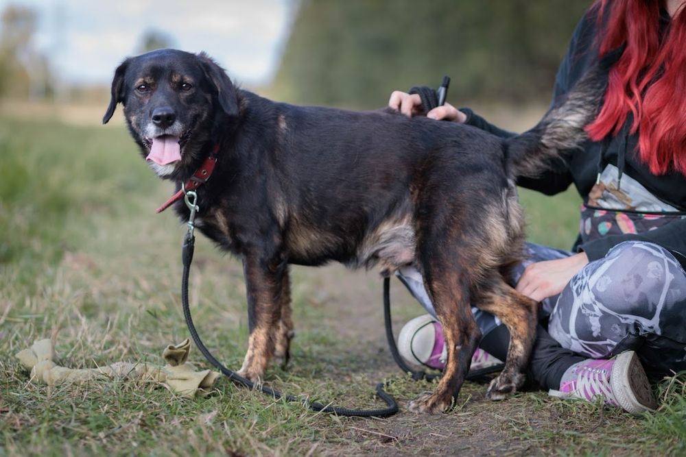 (Nie)zwykły, brązowy kudelek o którego nikt nie pyta. Adopcja psa.