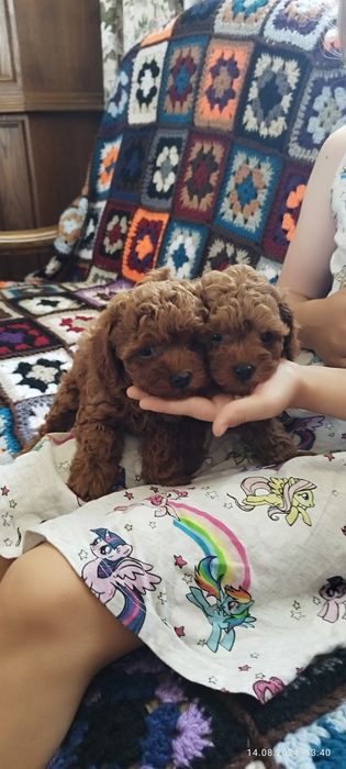 Той пудель в'язка