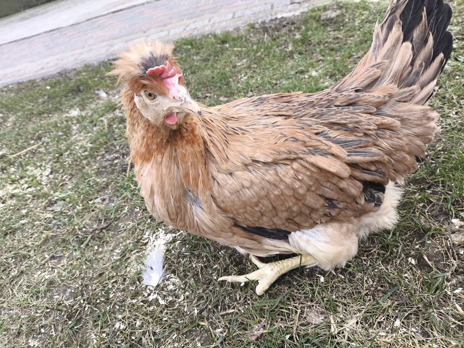 Kury green shell i dark Shell