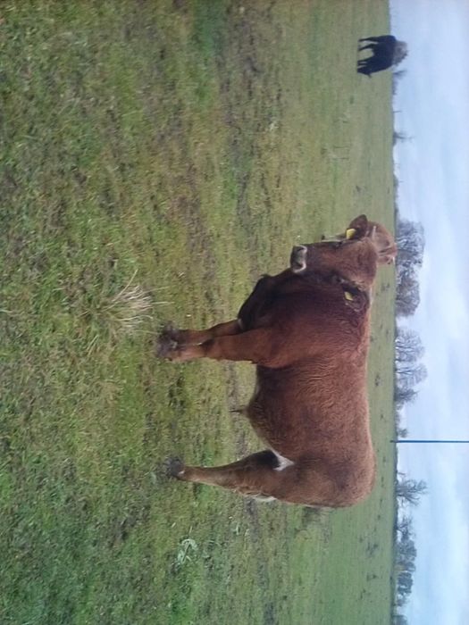 Sprzedam byka rasy MM