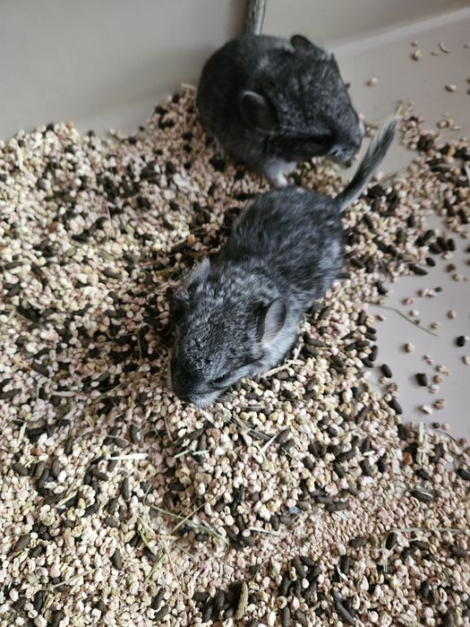 Sprzedam samiczki standart