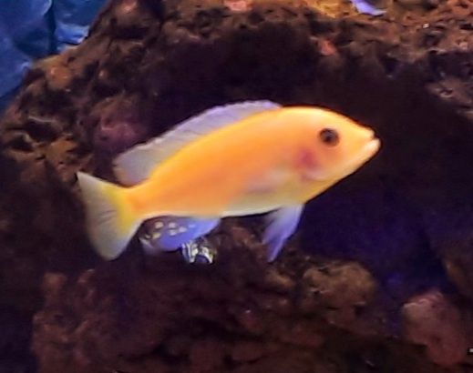 Pyszczak pyszczaki red red malawi dorosłe