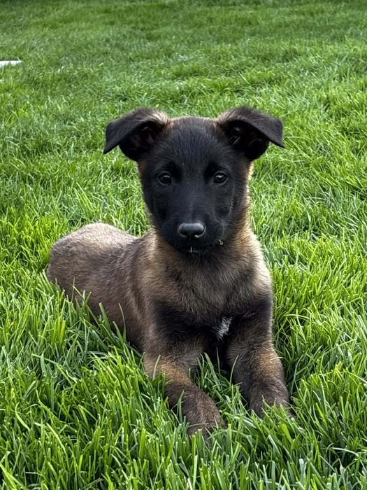 Owczarek Belgijski Malinois piesek