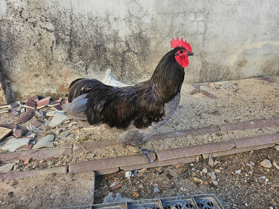 Casal Azul Australorp