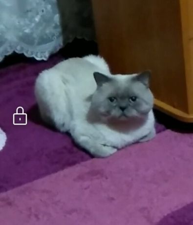 Кот для вислоухих