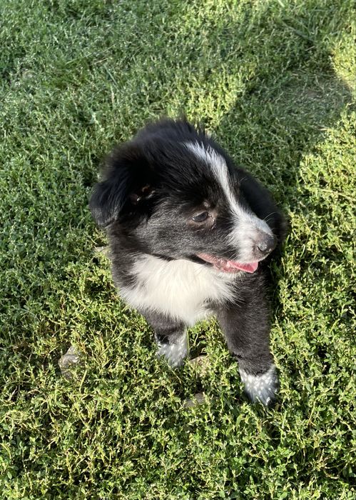 Szczeniak do adopcji 3 mie
