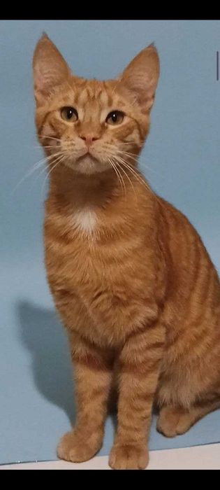 Котик котята красивый рыжий тигровый