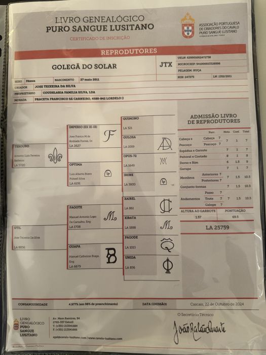 Égua Puro Sangue Lusitano – Excelente Reprodutora
