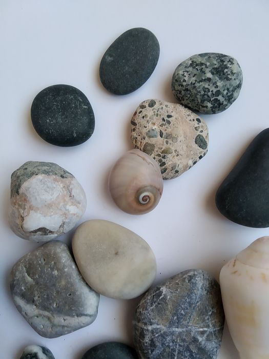 Мушлі з Кіпра/ перешлю