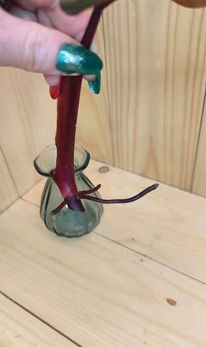 Philodendron strawberry shake