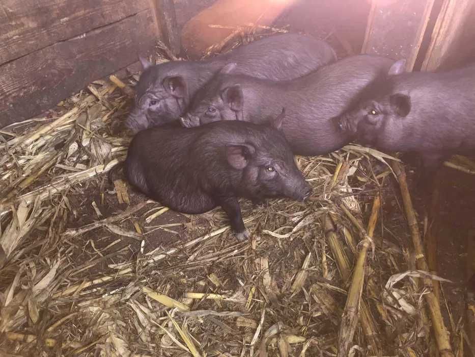 В'єтнамські поросята.