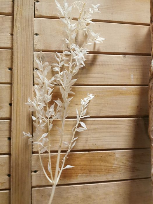 Ruskus bielony wybielany suszony