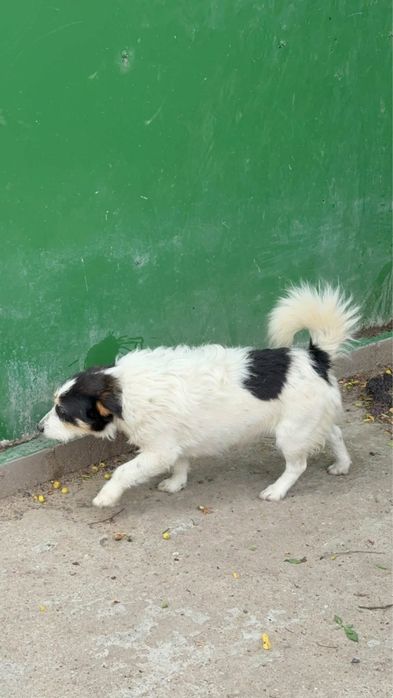 Pies kundelek Benek