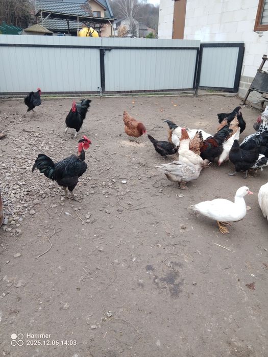 Sprzedam koguty Australorp i  mieszane