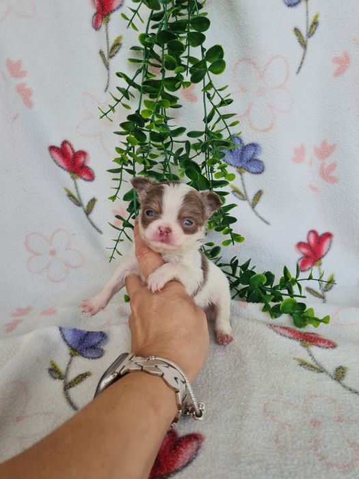 Excelente menino mini pelo longo Chihuahua/Chiuaua Cabeça de Maça,Qualidad