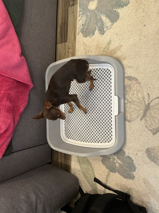 Лоток для собак туалет