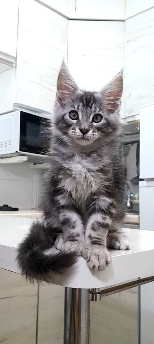 Розкiшна та Елітна киця мейн кун.