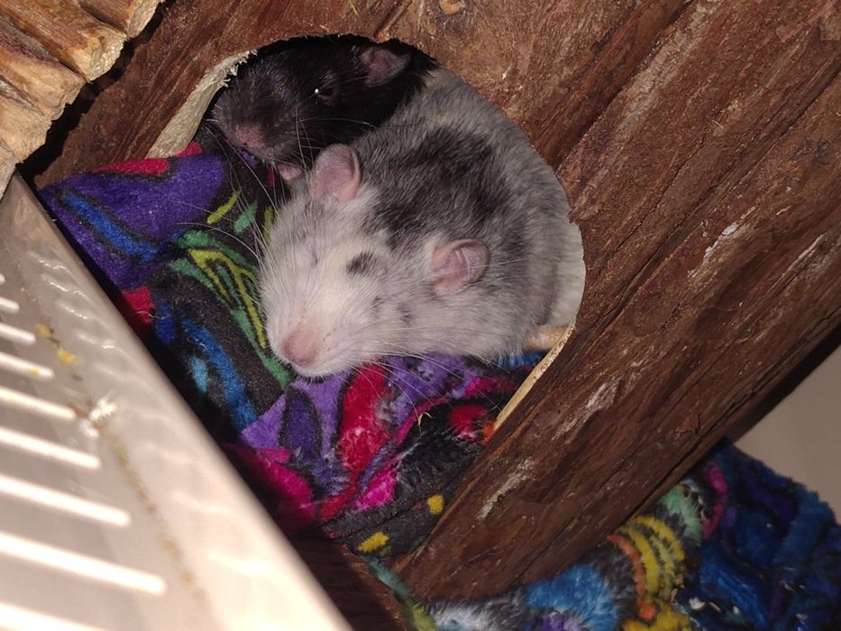 Szczurek domowy Siwek