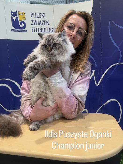 Kocurek syberyjski po ututulowanych rodzicach