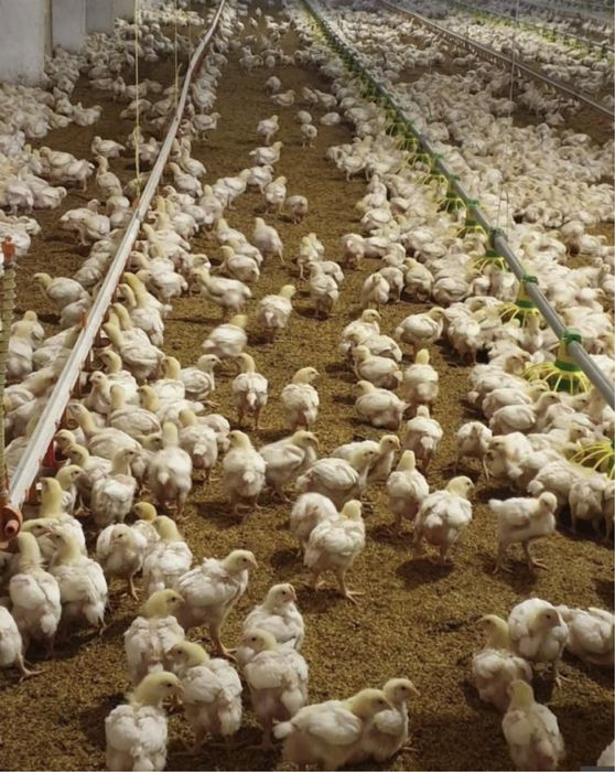 Птиця каченята курчата гуси кури