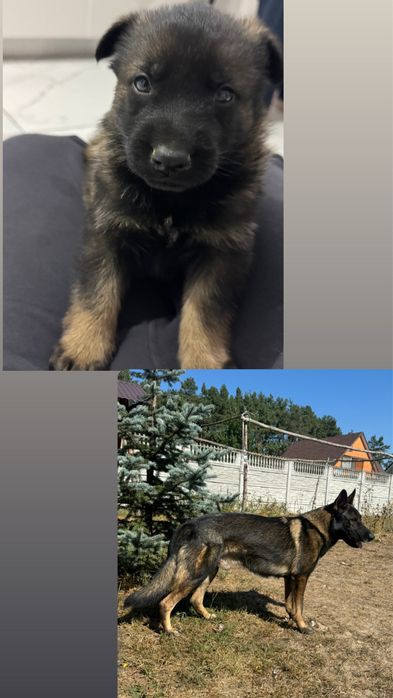 Зонарна німецька овчарка (вʼязка) ККУ, вже розвязаний