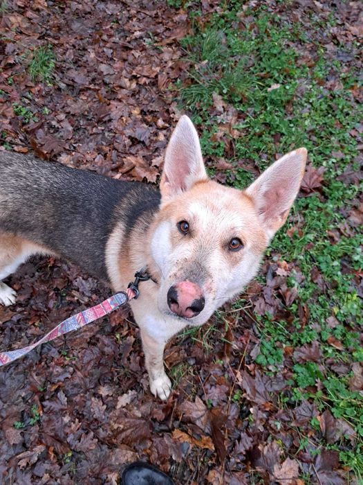 Ogi, łobuz do adopcji