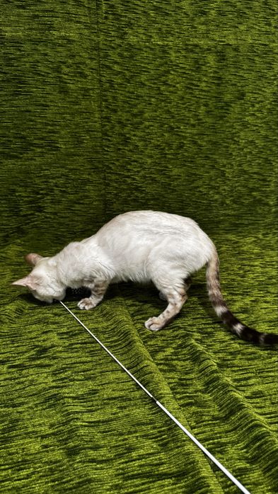 Бенгальські кошенята